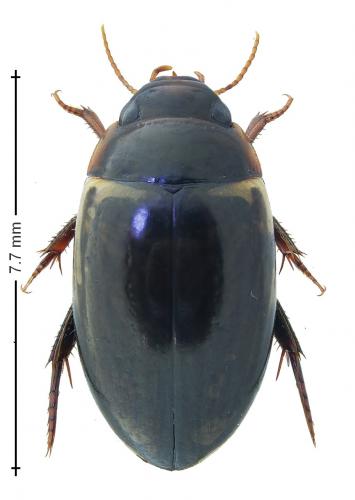 Agabus paludosus
